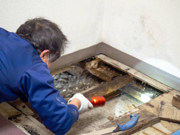 Best Residential Mold Remediation in Grand Ledge, MI
