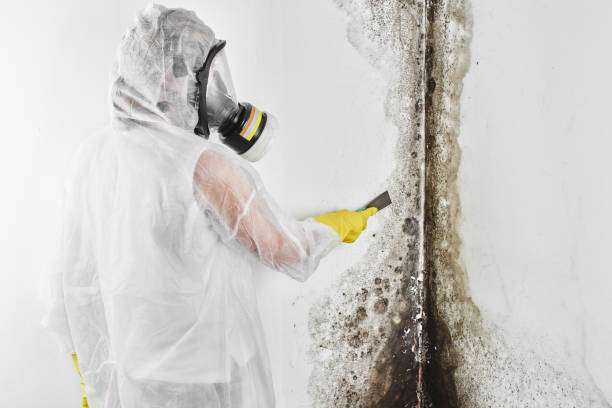 Best Bathroom Mold Remediation in Grand Ledge, MI