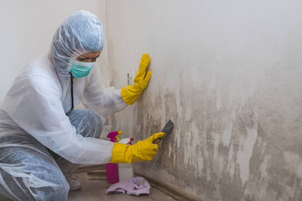 Best HVAC Mold Remediation in Grand Ledge, MI