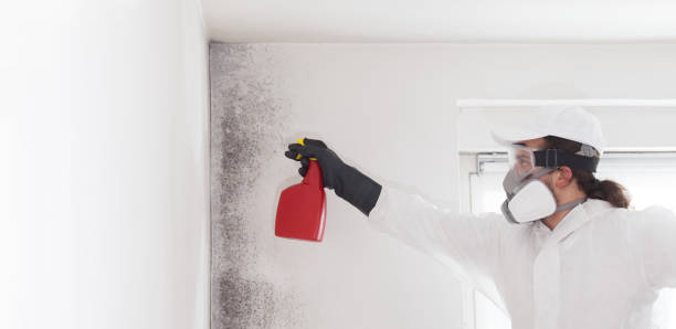 Best Residential Mold Remediation in Grand Ledge, MI